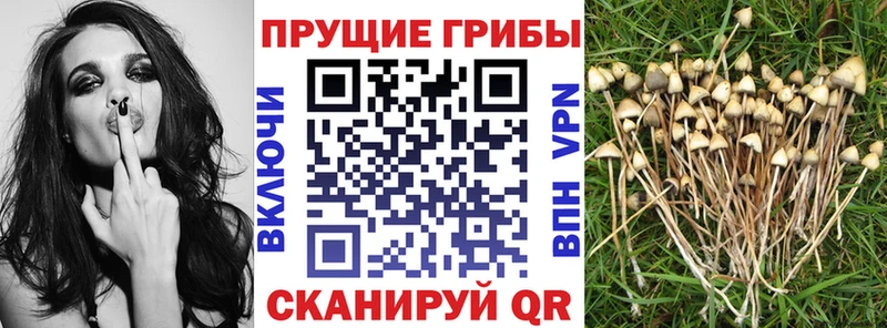 Псилоцибиновые грибы мицелий  OMG ССЫЛКА  Шахты  цены  